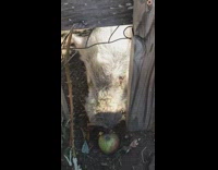 Big fat pig picks up apple behind fence and walks away