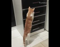 cat opening cabinet 