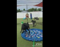 Big dog jumps into water fountain