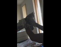 Girl lifts kitten in grey white blanket