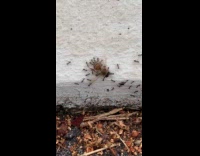 Ant colony moves and carries dead bee