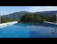 Bird touch surface of pool water slow motion