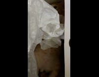 Kitten in box plays with tissue paper 