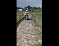 Girl sits on feet like chair tulips 