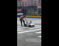 Dog white convertible toy car guy crosswalk 