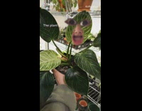 Green sweater girl buys a new plant 