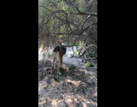 Dog gets stuck under tree eats branches