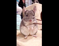 Chinchilla gets poked by chopsticks
