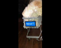 Collab BitchMP - Small white dog in toy blue shopping cart 