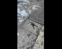 Frog jumps on sidewalk