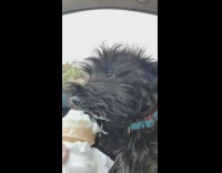 Small black dog eats ice cream cone 