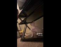 Collab BitchMP - Kitten hitting womans face 