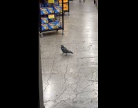 Collab WINY - Pigeon walks inside the Food Bazaar store