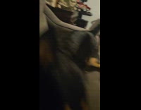 Dog bites and steals blanket from filmer