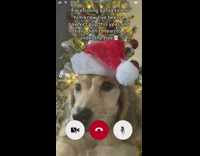 Dachshund facetimes santa about pooping under tree 