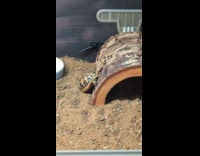 Tortoise slides down small log inside terrarium