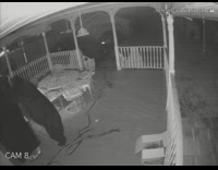 Bear steal beer from fridge security footage