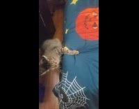 Tabby cat stretch almost fall from bed