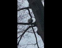 Squirrel eats pizza on tree