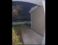 Huge moose walks in front of owners front yard