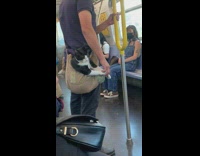 Black and white cat sits inside tote bag of owner 