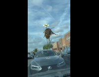 Bee on Car Windshield Rubs Feet Together