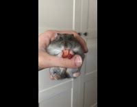 Hamster eats dried strawberry 