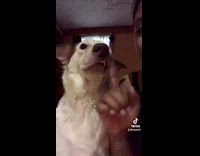 GIrl uses fingers and shows dogs teeth horse face filter 
