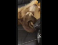 Husky dog sleeping has soda poured into mouth 