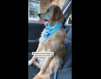 Collab BitchMP - Dog passenger birthday boy angry