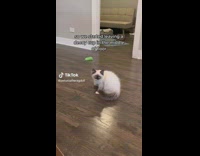 Owner has decoy water cup for her cat 