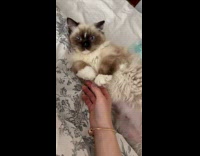 Lady Touches Pet Cat Laid on Bed
