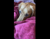 Golden retriever dog raises eyebrows red blanket