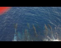 Pod of Dolphins swims with the ship in the ocean