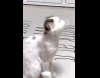 Cat plays with rubber band in mouth 