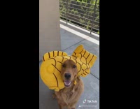 Collab Pets For All - Golden retriever dog flower crown bunny hood