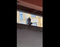 Submitter films pigeons mating on bus stop