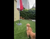Two puppies jump and reach for toy