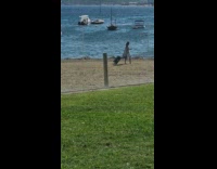 Girl dress hold suitcase windy beach boats