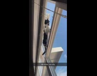 Cat tries to walk on window fail