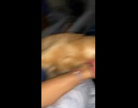 Brown dog throws up on guy bed 