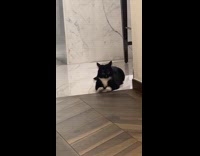 Rescue cat adorably tapping paws on floor 