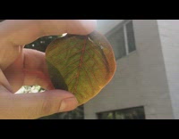 Black leaf looks green in sunlight backyard