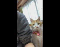 Orange white cat sits leans on arm