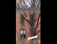 Collab WINY - Squirrel eat something on tree branch