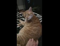 Orange Cat Opens and Closes Mouth When Scratched 