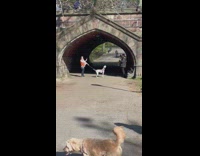 Dog howls happily while guy plays violin underbridge