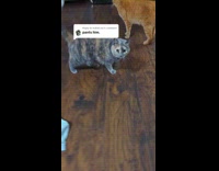 Submitter pulls down pants worn by cat