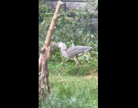 Collab winy - Gray heron eats rat in harlem meer
