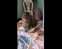 Cat glares at baby lay on bed